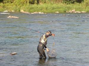 川辺川の友釣り